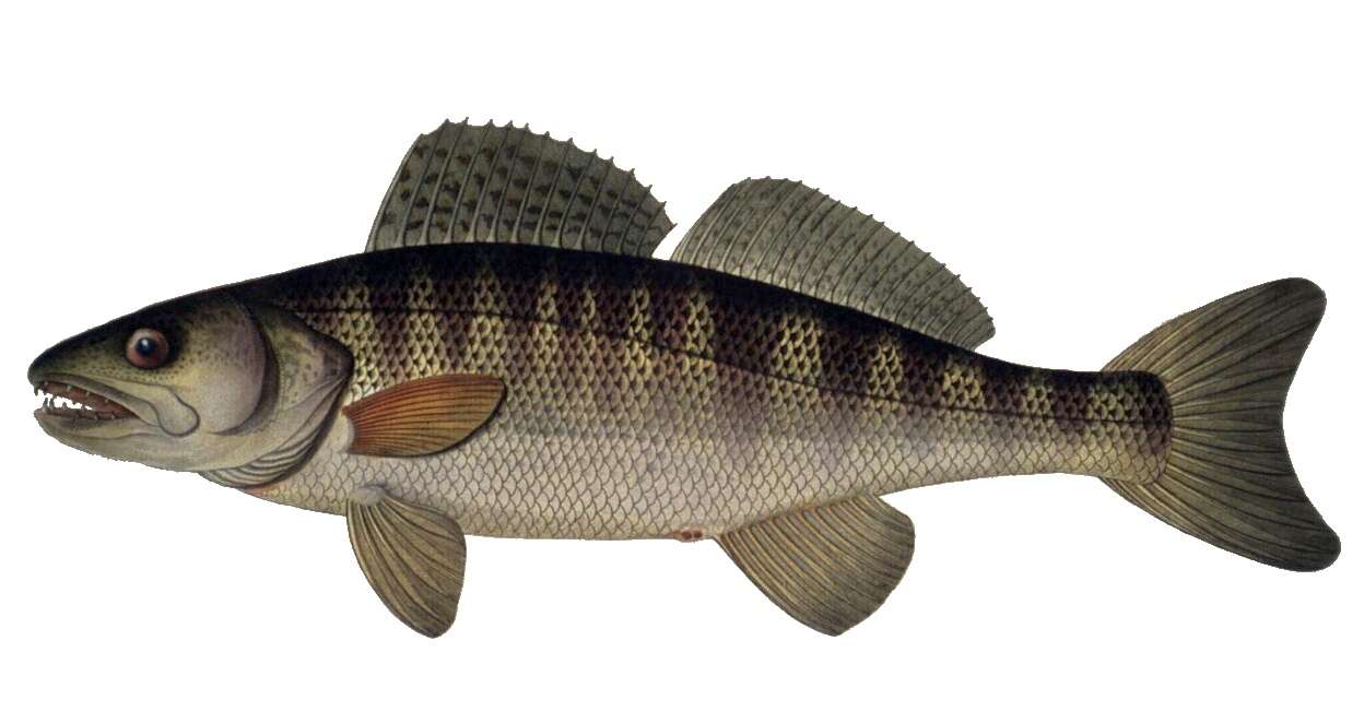 Image of pikeperch, zander