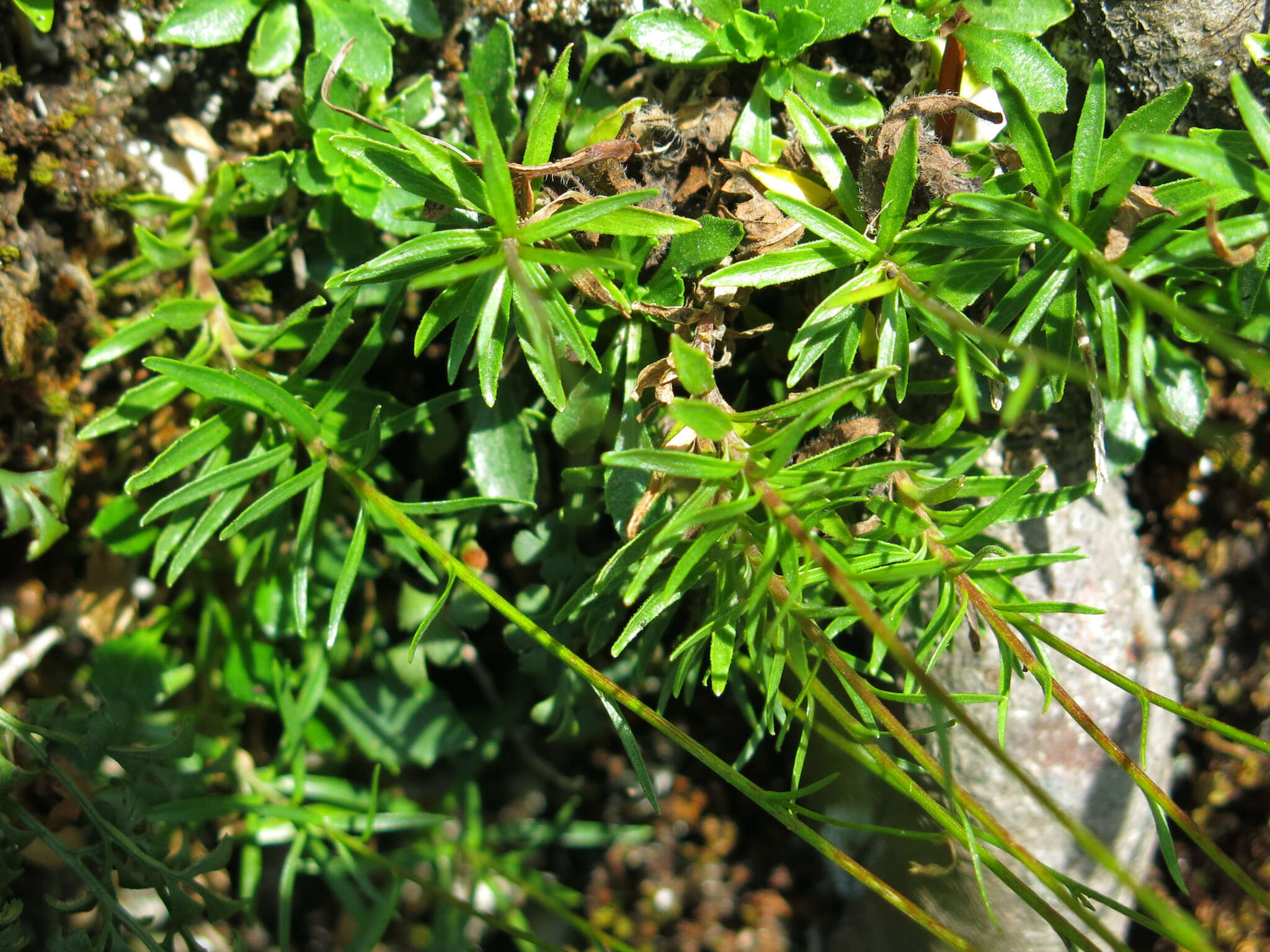 Image of Campanula cespitosa Scop.