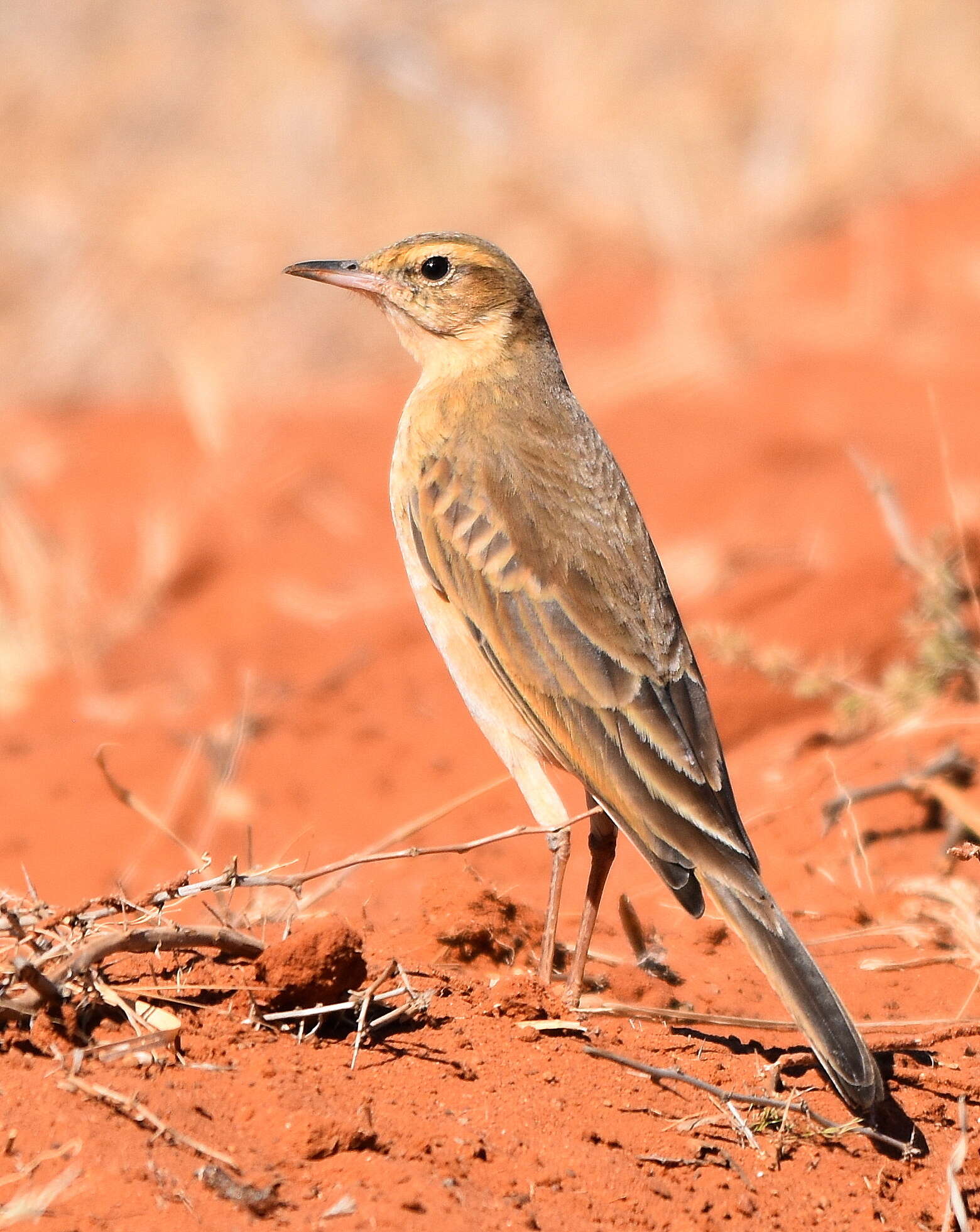 Image de Pipit du Vaal