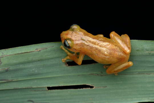 Image of Raorchestes uthamani Zachariah, Dinesh, Kunhikrishnan, Das, Raju, Radhakrishnan, Palot & Kalesh 2011