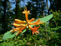 Image of Orange Honeysuckle