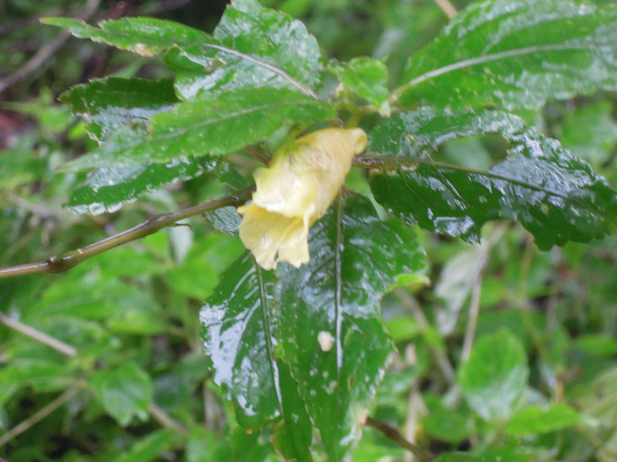 Imagem de Impatiens tayemonii Hayata