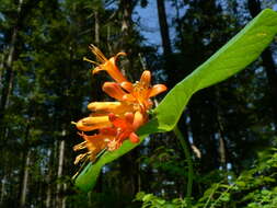 Image of Orange Honeysuckle