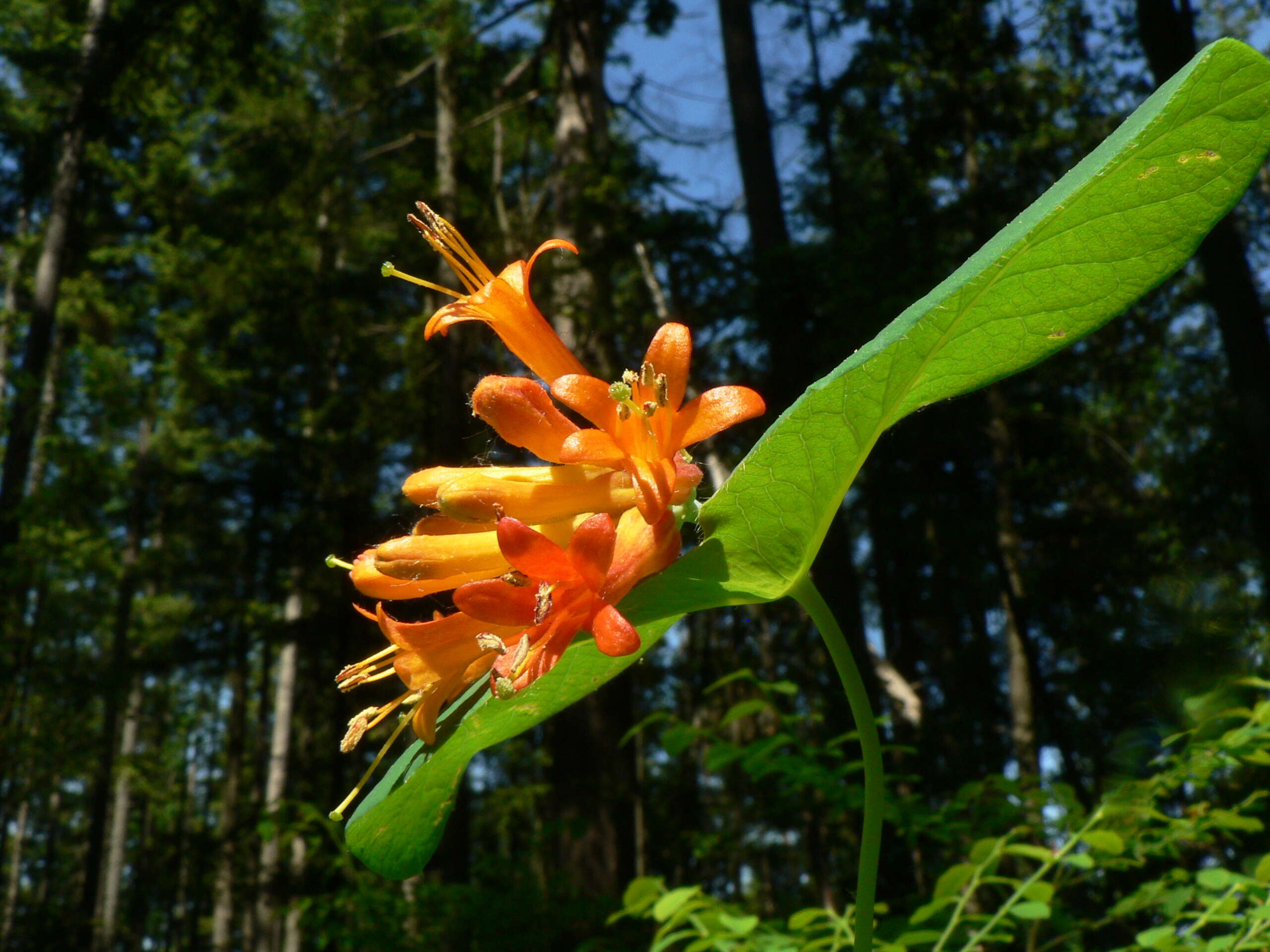 Image of Orange Honeysuckle