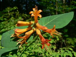 Image of Orange Honeysuckle