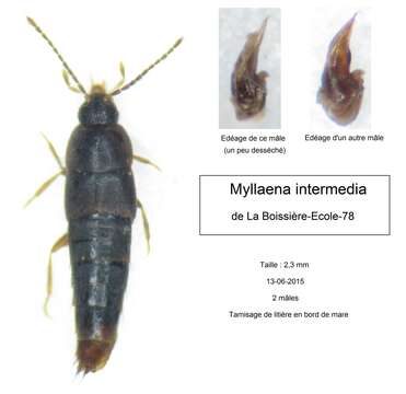 Myllaena intermedia Erichson 1837 resmi