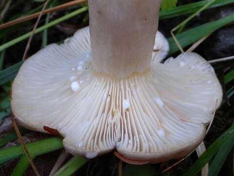 صورة Lactarius uvidus (Fr.) Fr. 1838