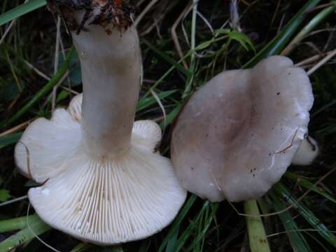 Image of Lactarius uvidus (Fr.) Fr. 1838