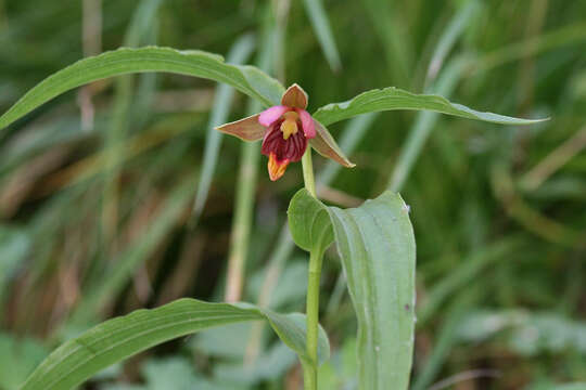 Image de Epipactis royleana Lindl.