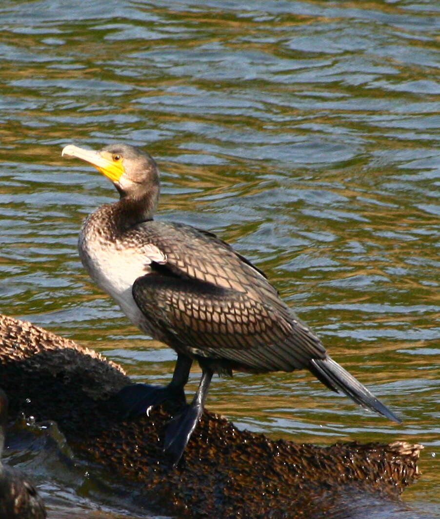 Image of Black Shag