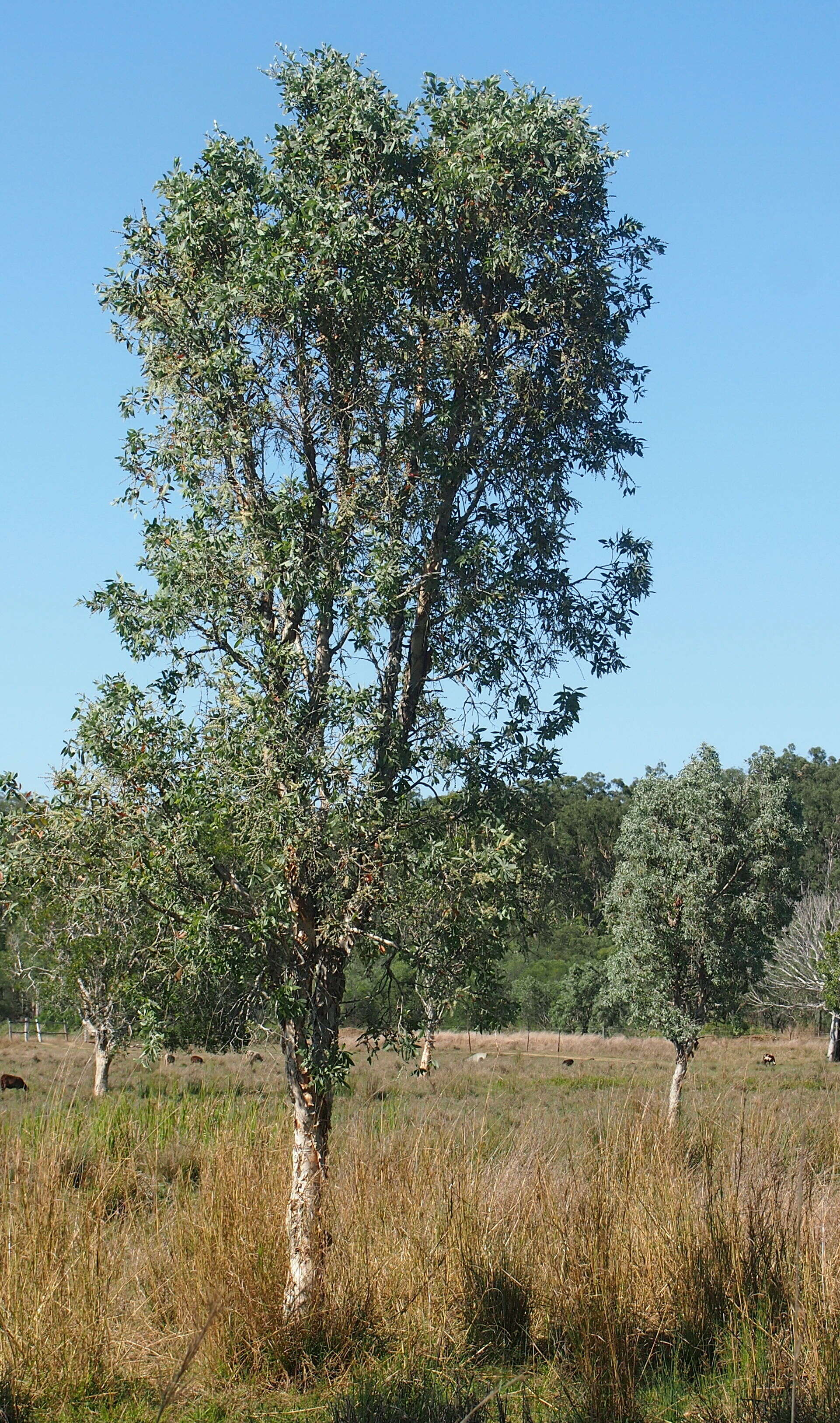 Imagem de Melaleuca nervosa (Lindley) Cheel