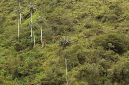 Image of Wax palm