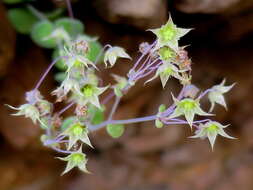 Image of Crassula nemorosa (Eckl. & Zeyh.) Endl. ex Walp.