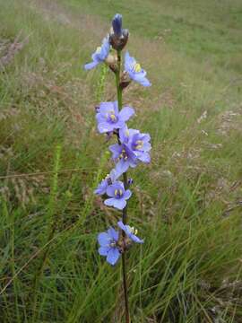 Image of Aristea angolensis Baker