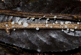 Image of Favolaschia cyatheae P. R. Johnst. 2006