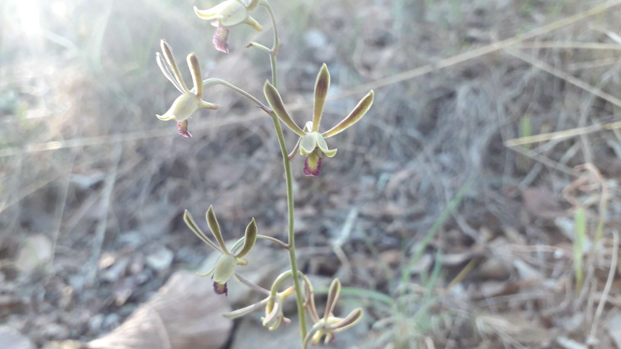 Eulophia seleensis (De Wild.) Butzin的圖片