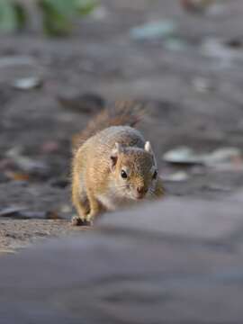 Image of Smith's Bush Squirrel