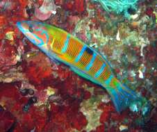 Image of Ornate Wrasse