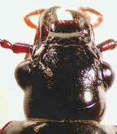 Image de Stereocerus