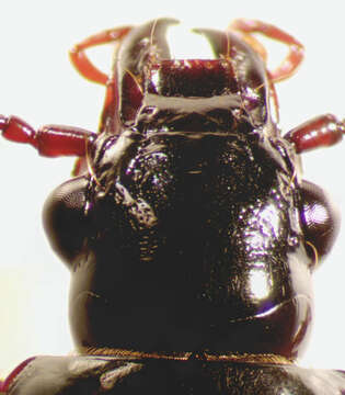 Image of Stereocerus