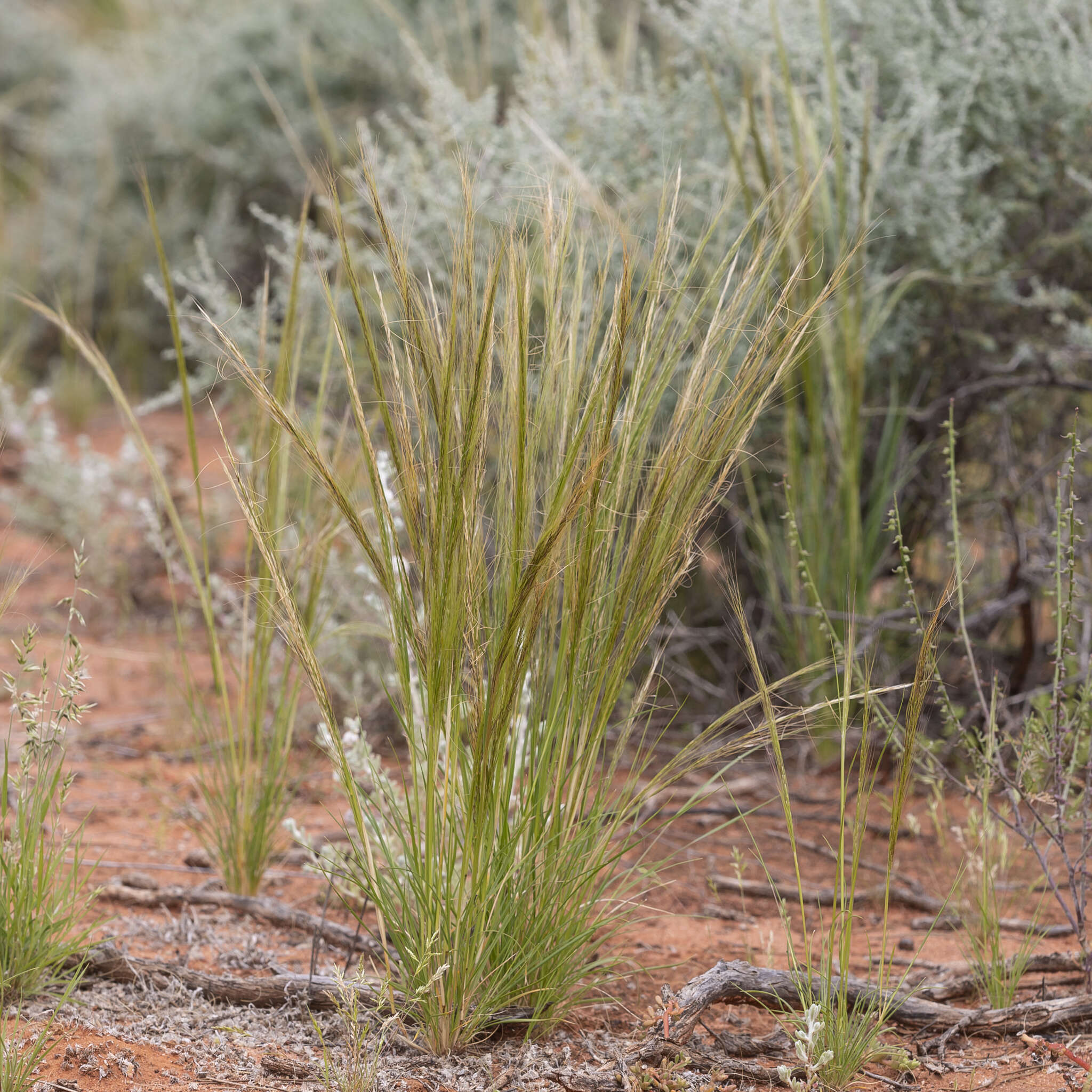 Image of Austrostipa nitida (Summerh. & C. E. Hubb.) S. W. L. Jacobs & J. Everett