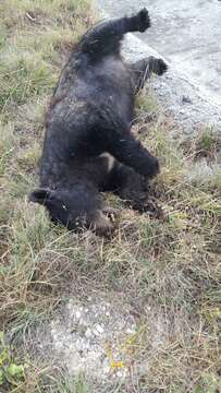 Image of Mexican Black Bear