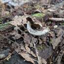 Image of Psathyrella spintrigeroides P. D. Orton 1960