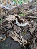 Image of Psathyrella spintrigeroides P. D. Orton 1960