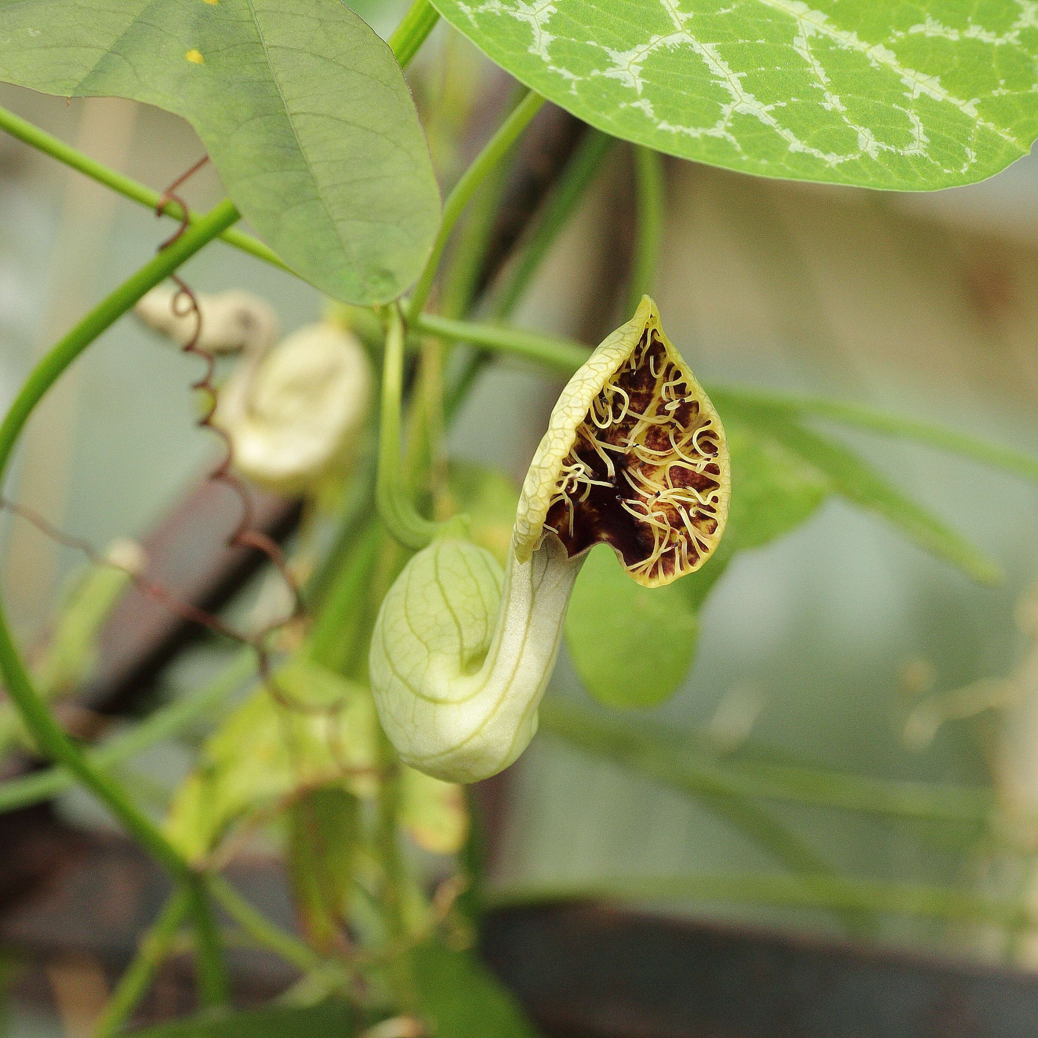 Image of Aristolochia fimbriata Cham.