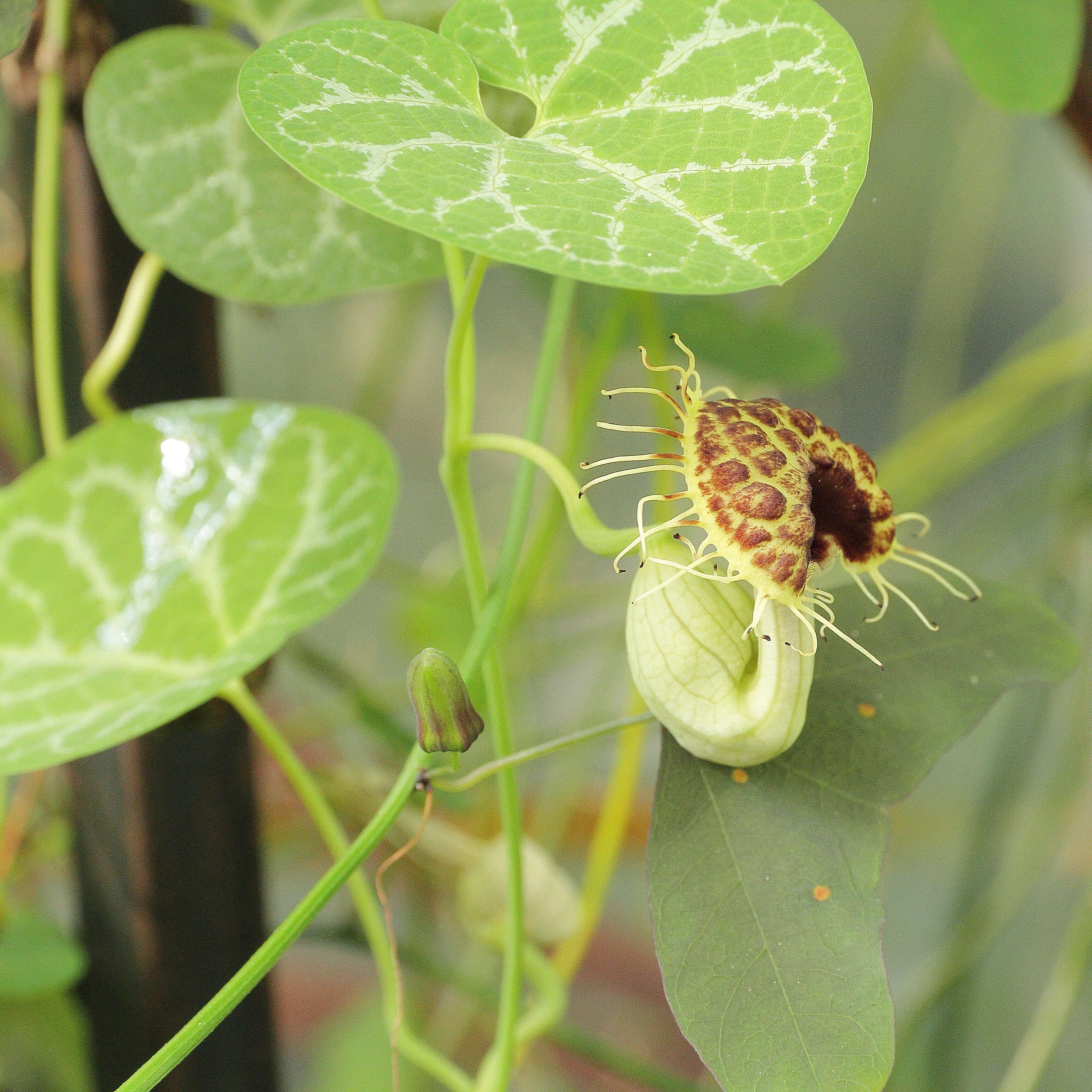 Image of Aristolochia fimbriata Cham.