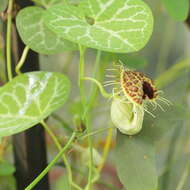 Image of Aristolochia fimbriata Cham.