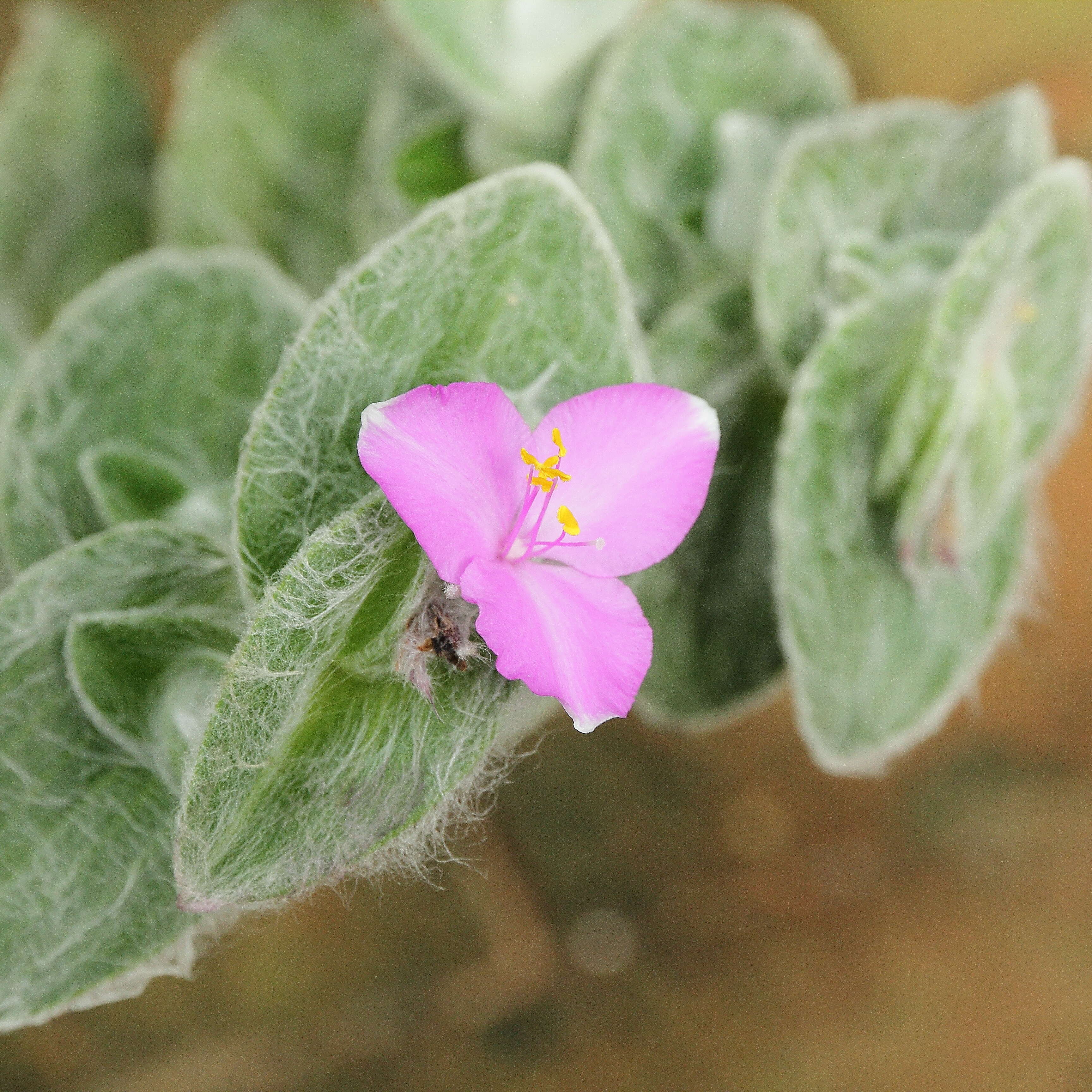 Image of Tradescantia sillamontana Matuda