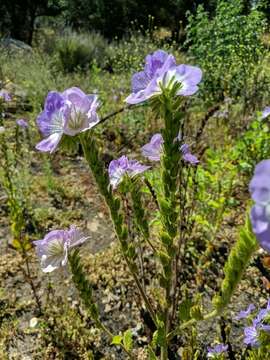 Phacelia grandiflora (Benth.) A. Gray的圖片