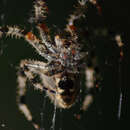 Image de Araneus gemma (McCook 1888)