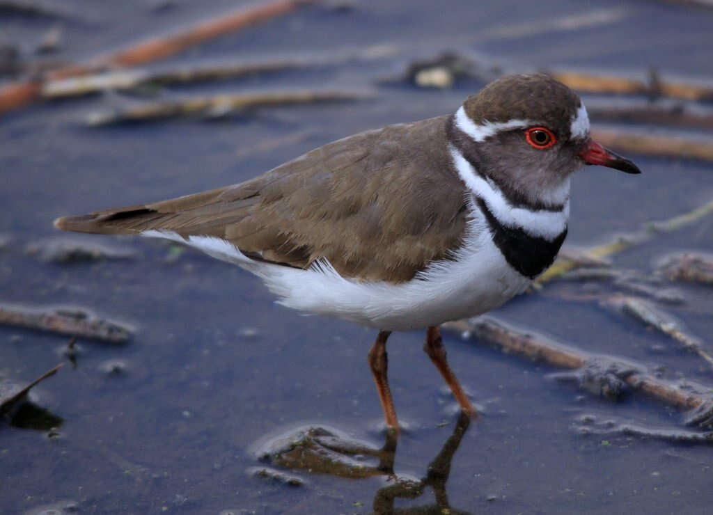 Image of African Three-banded Plover