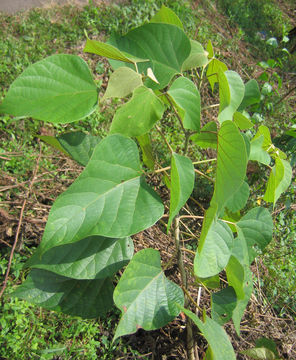 Image of gumhar