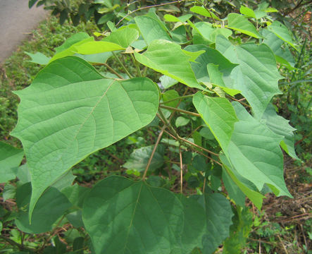 Image of gumhar
