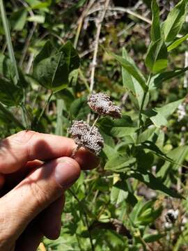 Image of Sierra mint