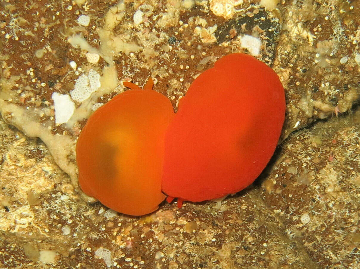 Image of peach seaslug