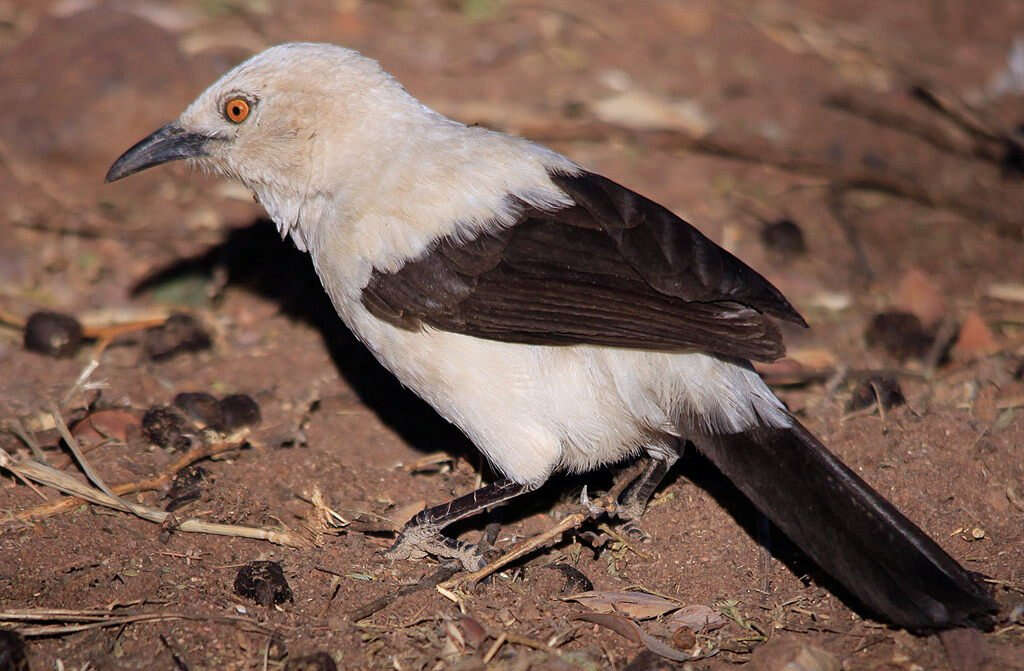 Image of Southern Pied Babbler