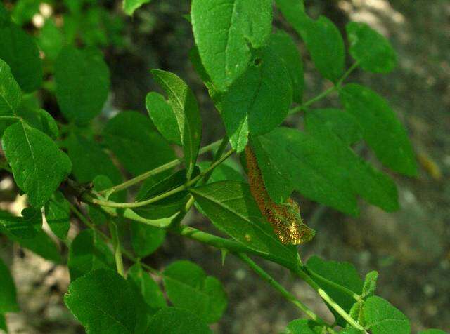 Imagem de Zanthoxylum americanum Mill.