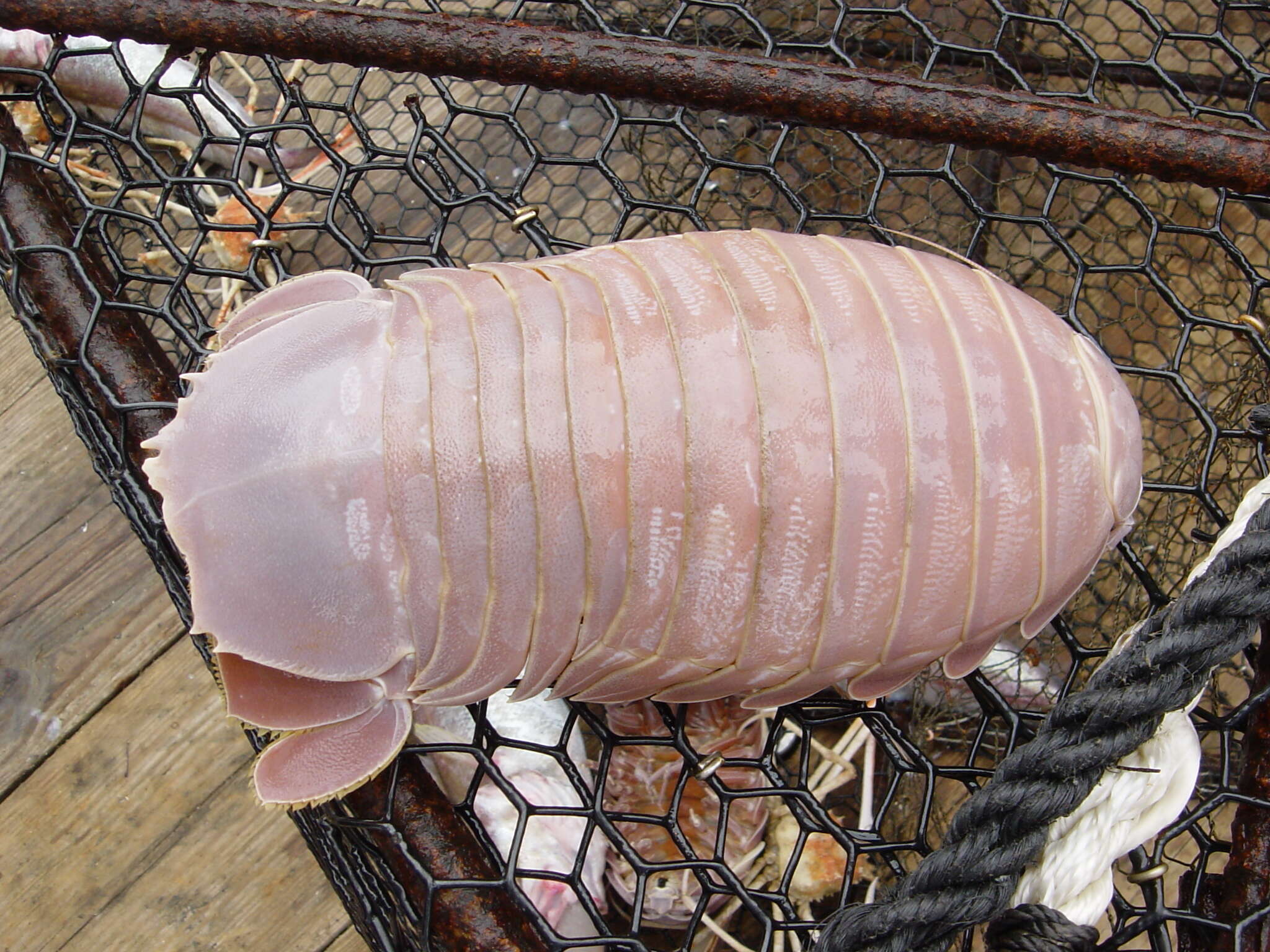 Image of Giant Isopods