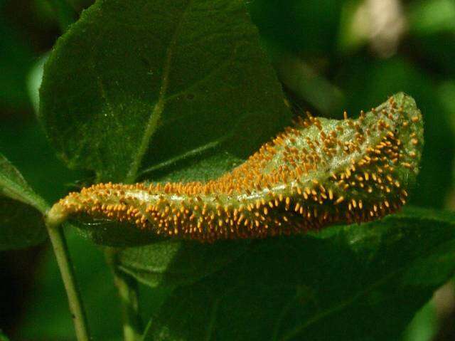 Imagem de Zanthoxylum americanum Mill.