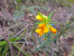 Image of Pultenaea forsythiana