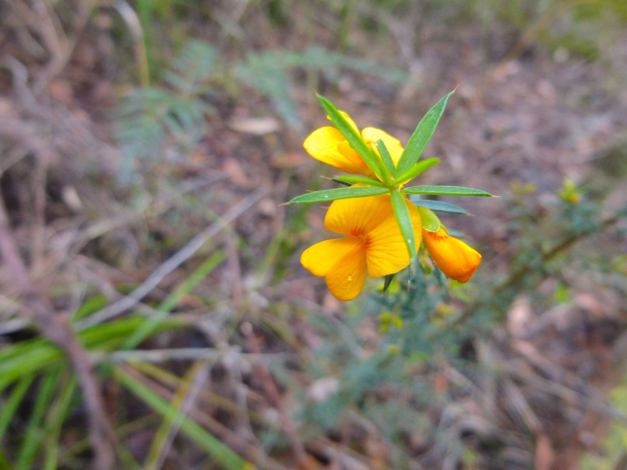 Image of Pultenaea forsythiana