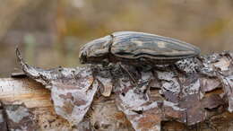 Image of Flatheaded Pine Borer