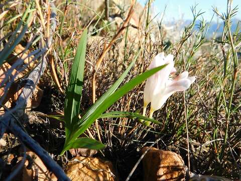 Image of Freesia caryophyllacea (Burm. fil.) N. E. Br.