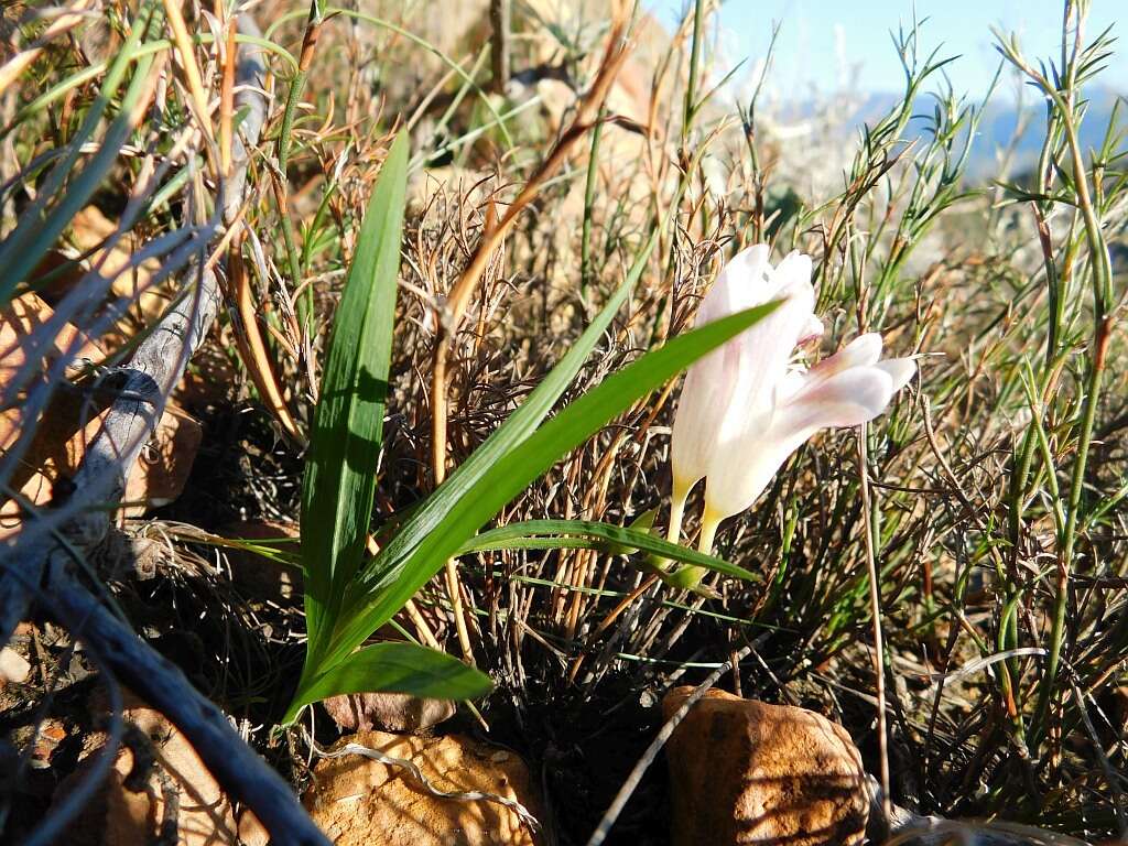 Image of Freesia caryophyllacea (Burm. fil.) N. E. Br.