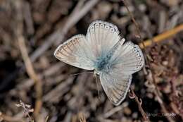 Imagem de Polyommatus albicans (Gerhard 1851)