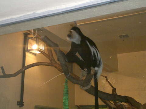 Image of Mantled Colobus